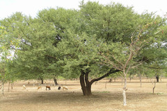 Acacia nilotica
